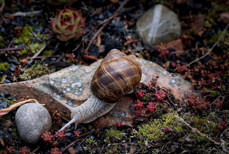 Vineyard snail (Helix pomatia) crawling, rock garden, Stuttgart, Baden-Wuerttemberg, Germany, Europe