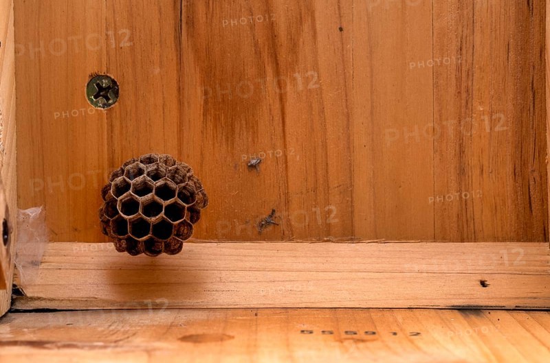 Wasp nest, nest in a wooden shed, european paper wasp (Polistes dominulus), also European Paper Wasp (Polistes gallicus), Stuttgart, Baden-Wuerttemberg, Germany, Europe
