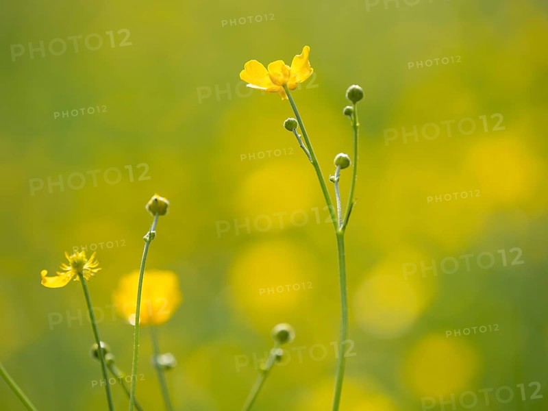 Meadow with tall buttercups (Ranunculus acris), buttercup, common buttercup, near Irdning, Ennstal, Styria, Austria, Europe