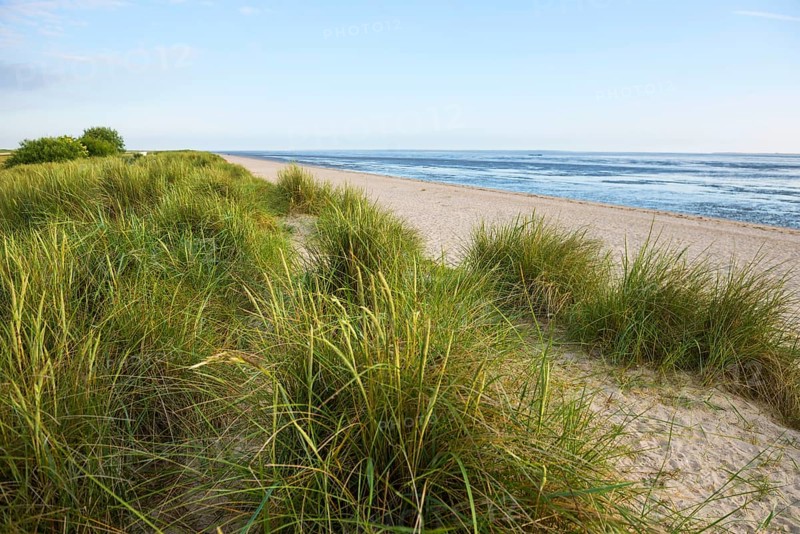 Marram grass (Ammophila arenaria) on dune and beach, Wadden Sea, Schillig, Wangerland, East Frisia, Lower Saxony, Germany, Europe