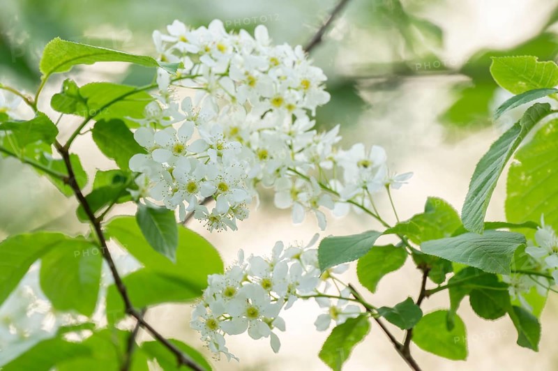 European Bird Cherry (Prunus padus), flowers and leaves, Lower Saxony, Germany, Europe