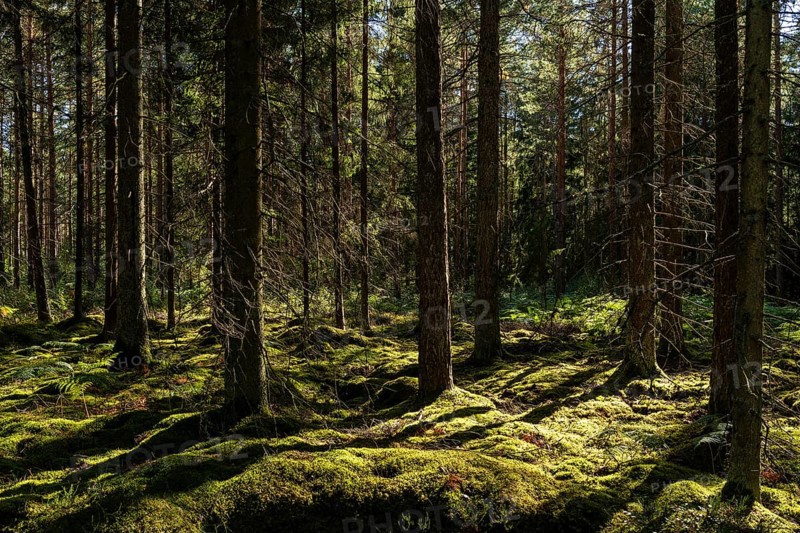 Mossy forest floor, pine trees, Tingsryd, Kronobergs laen, Sweden, Europe