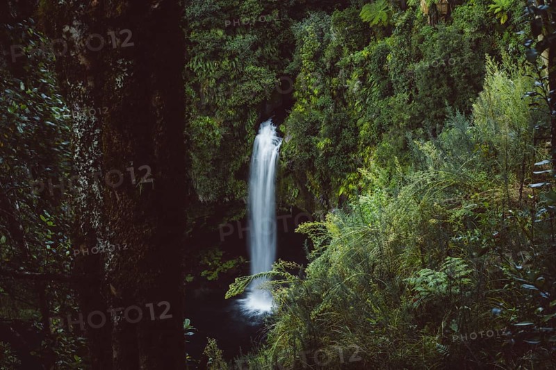 Omanawa Falls waterfall near Tauranga, New Zealand. Tropical nature surrounds the waterfall