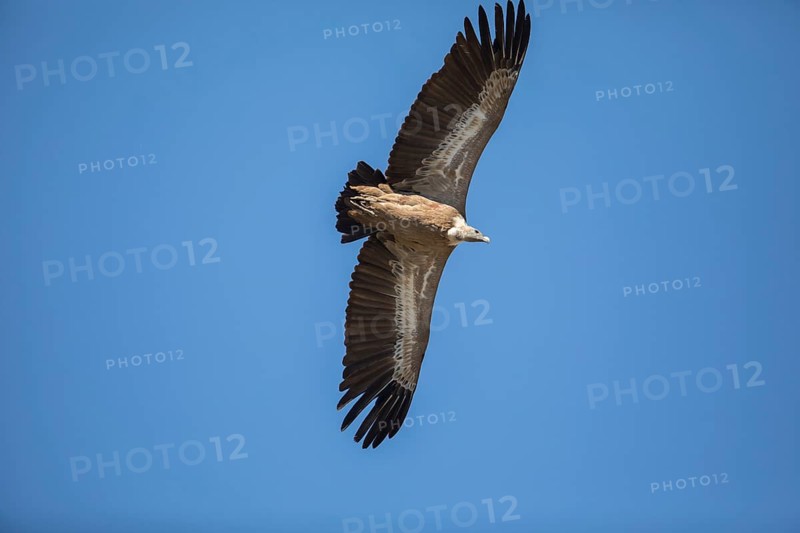 Griffon vulture (Gyps fulvus), Monfraguee National Park, Extremadura, Castilla La Mancha, Spain, Europe