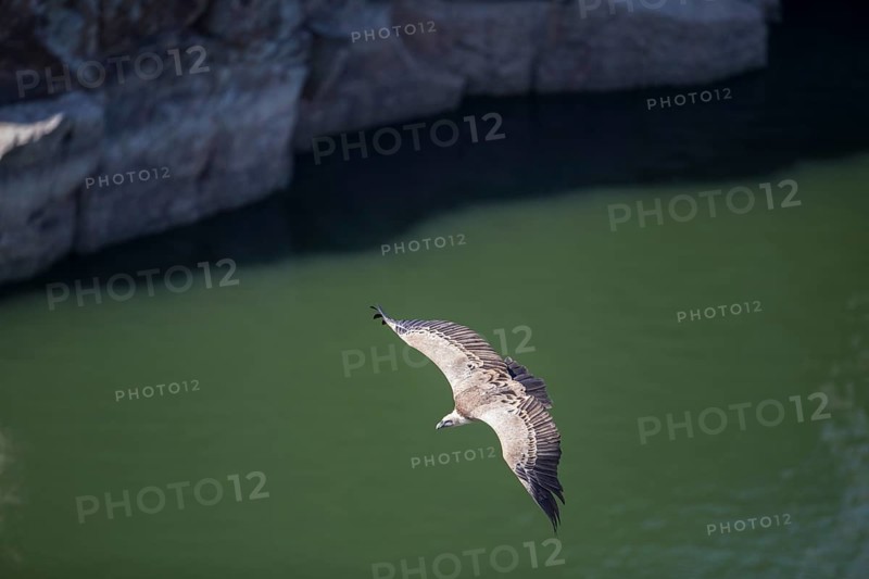 Griffon vulture (Gyps fulvus), Monfraguee National Park, Extremadura, Castilla La Mancha, Spain, Europe