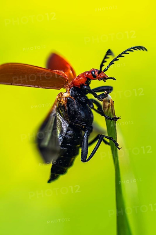 Red-Headed Cardinal Beetle, Pyrochroa serraticornis, Beetle on grass
