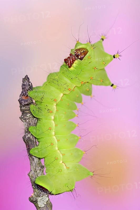 Indian luna moth (Actias selene), caterpillar, captive, occurrence in Asia