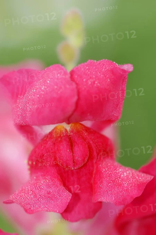 Common snapdragon (Antirrhinum majus), flower, ornamental plant, North Rhine-Westphalia, Germany, Europe