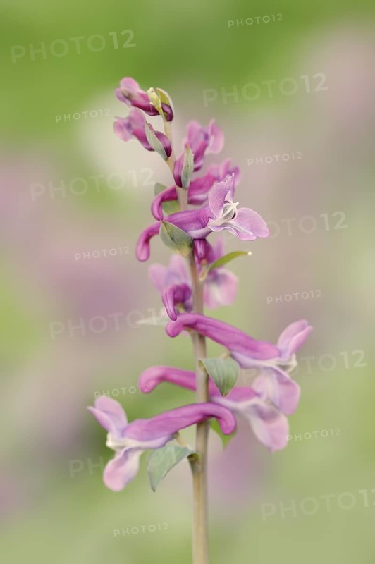Hollow larkspur (Corydalis cava), North Rhine-Westphalia, Germany, Europe
