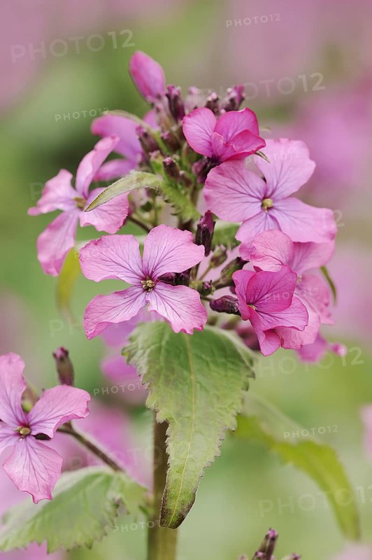 Dame's rocket (Hesperis matronalis), flowers, North Rhine-Westphalia, Germany, Europe