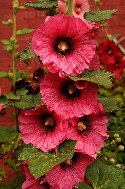 Blossoms of a hollyhock (Alcea rosa)