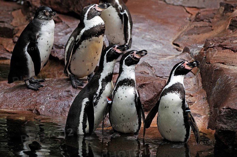 Humboldt Penguins (Spheniscus humboldti) Nuremberg Zoo, Am Tiergarten 30, Nuremberg, Middle Franconia, Bavaria, Germany, Europe
