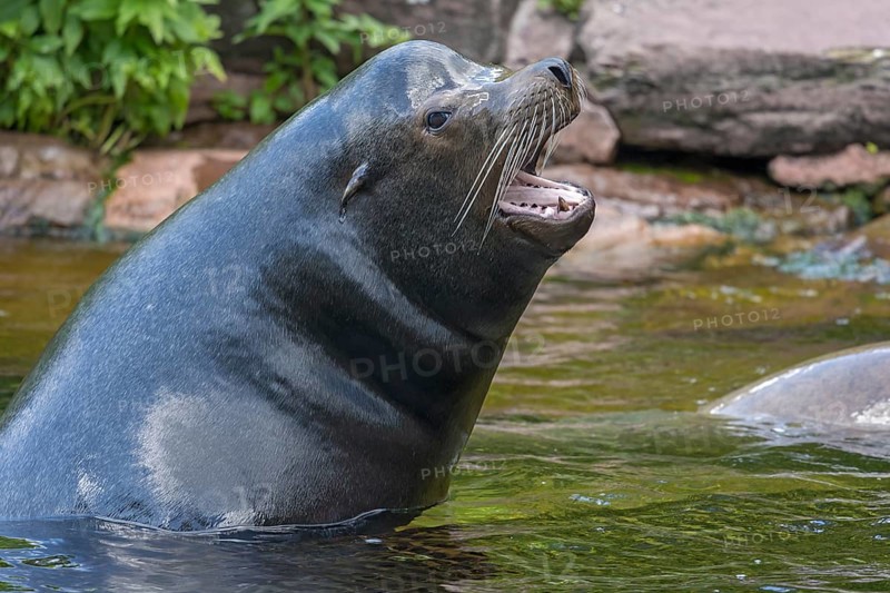 California sea lion (Zalophus californianus), Nuremberg Zoo, Middle Franconia, Bavaria, Germany, Europe