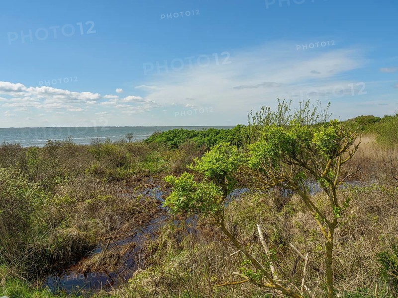 Coastal landscape with marshland, grass and bushes in front of a blue sky with clouds, dune and hiking trails at the wadden sea, clouds in the sky, nes, ameland, the netherlands