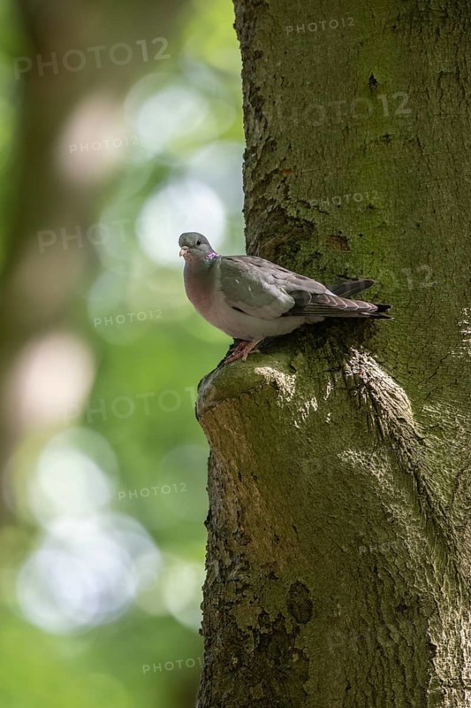 Stock Dove (Columba oenas), Emsland, Lower Saxony, Germany, Europe