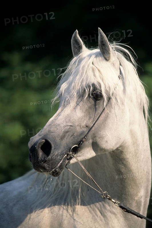 Arabian, Horse, Stallion