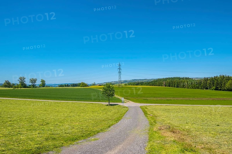 A clear summer day with a path through green fields and meadows, surrounded by trees and a power pole in the background, Neuenkirch, Lucerne, Switzerland, Europe