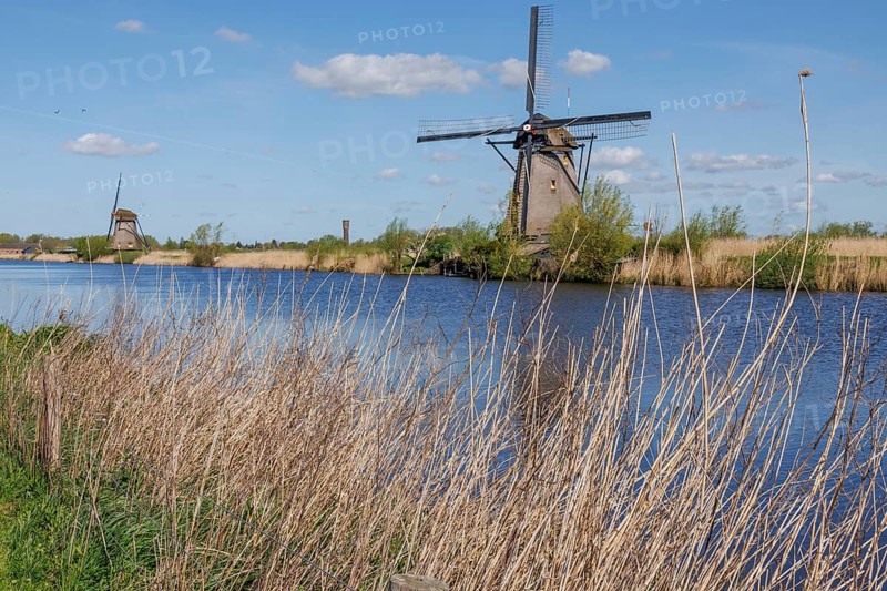 Windmills and reeds on the riverbank under a blue sky, many historic windmills on a river in the middle of fields, Kinderdijk, Netherlands