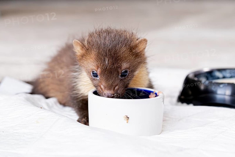 Beech marten (Martes foina), practical animal welfare, young animal eats from food bowl in a wildlife rescue centre, North Rhine-Westphalia, Germany, Europe