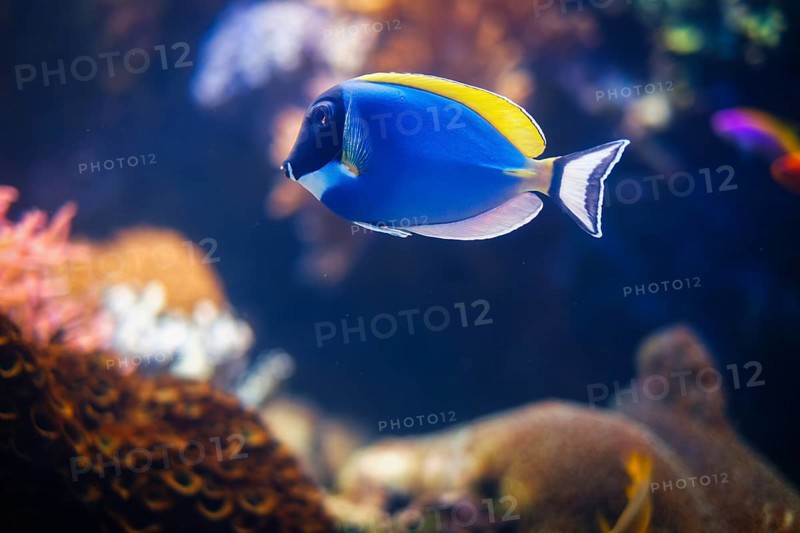 Powder-blue surgeonfish Acanthurus leucosternon aka powder blue tang fish underwater in sea