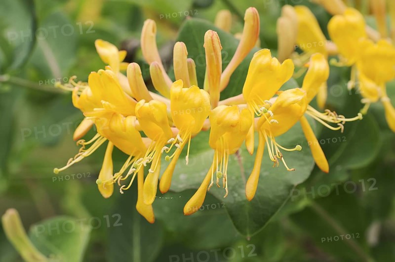 Honeysuckle (Lonicera caprifolium), flowers, North Rhine-Westphalia, Germany, Europe