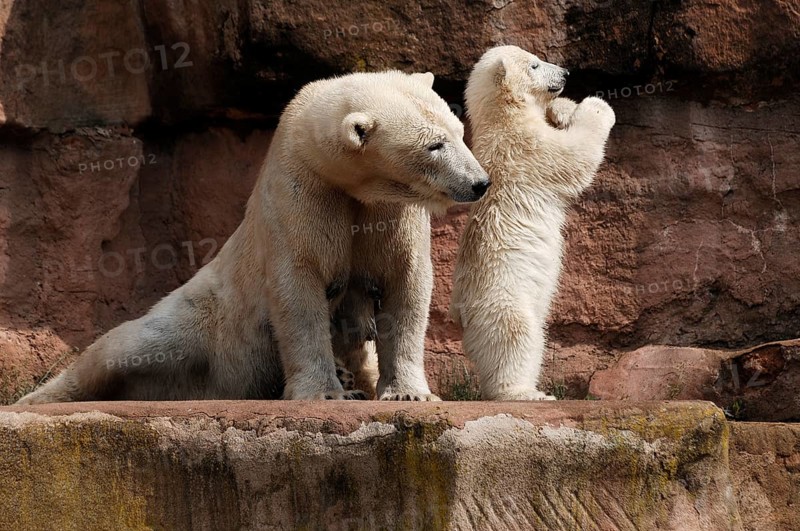 Polar bear mother, Ursus maritimus, with her young polar bear, Nuremberg Zoo, Am Tiergarten 30, Nuremberg, Middle Franconia, Bavaria, Germany, Europe