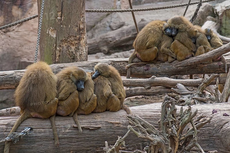 Family groups of Guinea baboons, also known as sphinx baboons or guinea baboon (Papio papio), Nuremberg Zoo, Middle Franconia, Bavaria, Germany, Europe