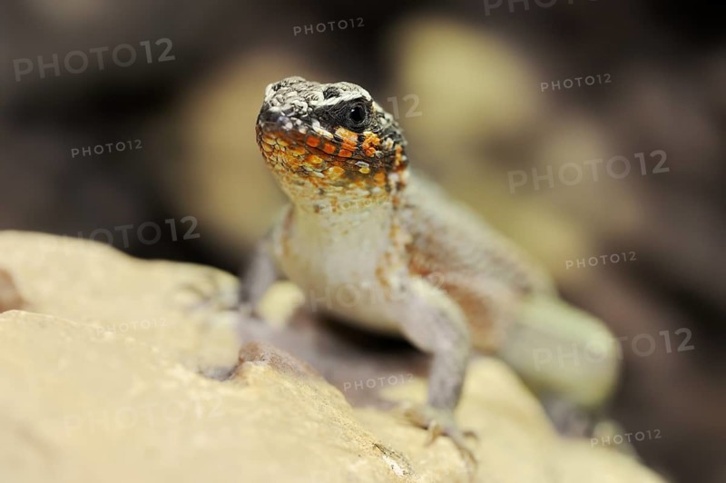 Colourful masked iguana (Leiocephalus personatus), male, captive, occurring in Haiti and the Dominican Republic