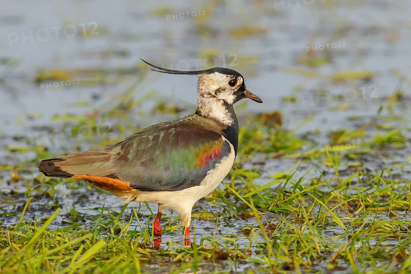Northern lapwing (Vanellus vanellus), in a wet meadow, Ochsenmoor on Lake Duemmer, Lower Saxony, Germany, Europe