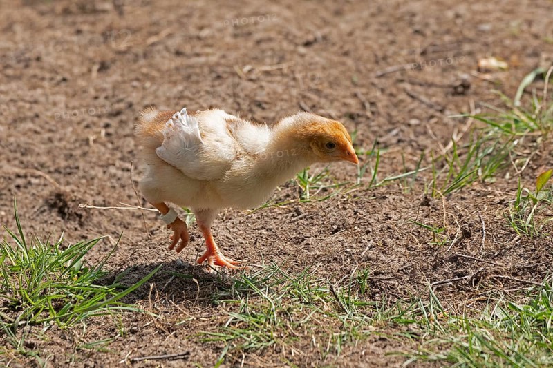 Wyandotte chicks, Wittorf, Samtgemeinde Bardowick, Lower Saxony, Germany, Europe