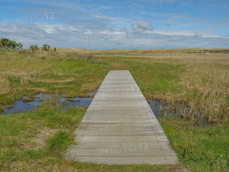 A narrow wooden walkway leads through a wide meadow landscape under a slightly cloudy sky, dunes and beaches by the sea with footpaths, grass and lots of sand, nes ameland, the netherlands