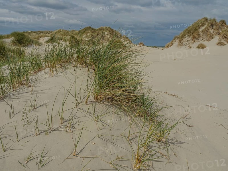 Sand dunes with grass under a cloudy sky, dune and beach by the sea with footpaths, grass and lots of sand, nes ameland, the netherlands