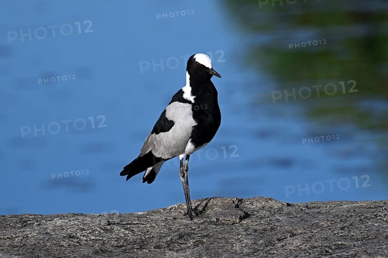 Blacksmith lapwing or Blacksmith Plover (Vanellus armatus), Serengeti National Park, Tanzania, Africa