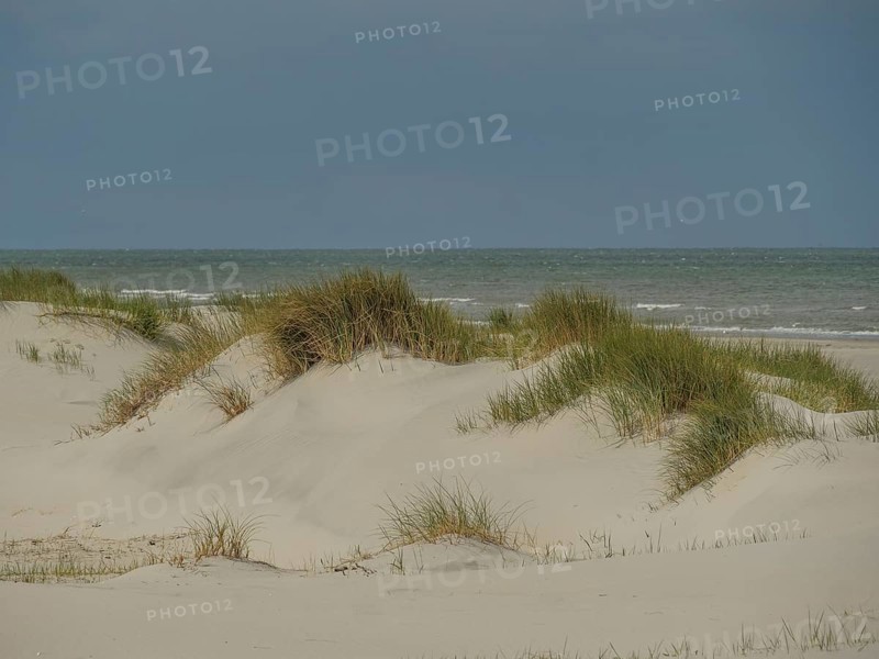 Sand dunes with reeds and calm sea in the background, dunes by the sea with clouds in the blue sky, nes, ameland, netherlands