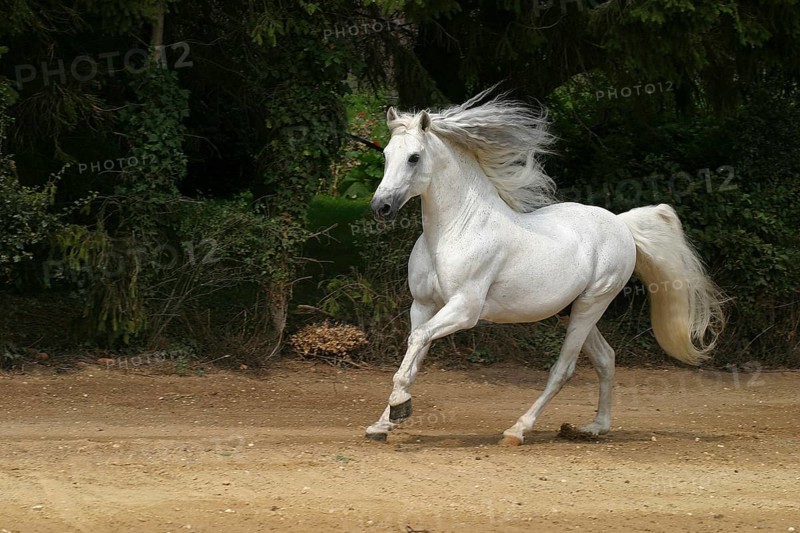 Andalusian, Andalusian horse, Spaniard