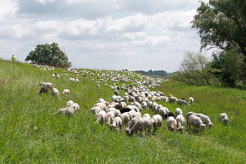 Sheep grazing on the dyke, cyclist, Elbe cycle path near Boizenburg, Mecklenburg-Western Pomerania, Germany, Europe