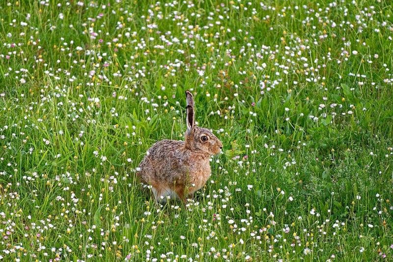 A brown hare (Lepus europaeus) sits in a flowering meadow surrounded by grass and wildflowers, Wismar, Muehlenteich, Mecklenburg-Western Pomerania, Germany, Europe