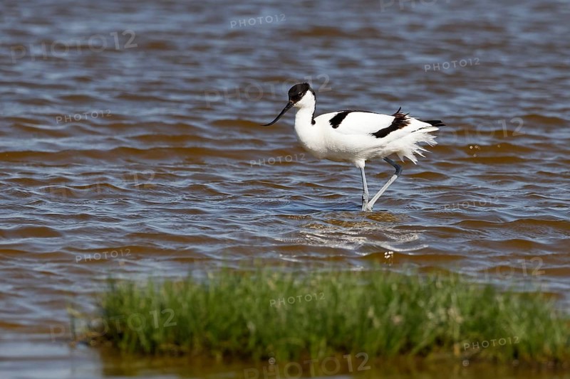 Black-capped avocet (Recurvirostra avosetta) wading through water, North Sea coast, Dithmarschen, Schleswig-Holstein, Germany, Europe
