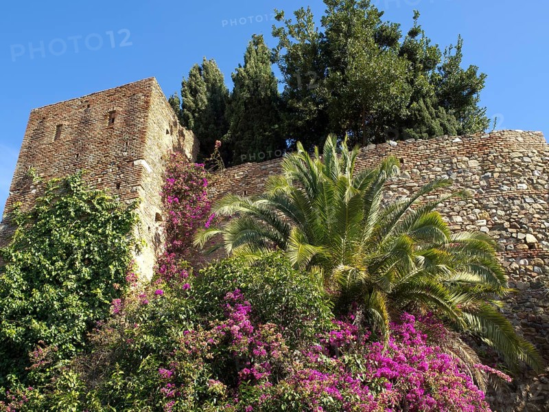 Stone walls of a castle, overgrown with bougainvillea and surrounded by palm trees and cypresses, in a sunny, clear day, stone walls of an old Moorish-style fortress with palm trees and blossom against a blue sky, malaga, spain
