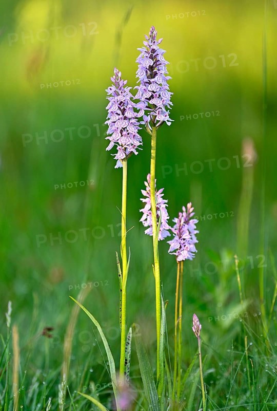 Moorland spotted orchid (Dactylorhiza maculata), flowering wild orchid, Lower Rhine, North Rhine-Westphalia, Germany, Europe