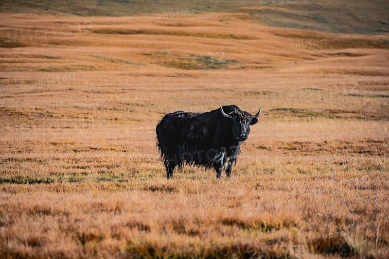 Yak on the autumnal plateau with yellow grass, Tian Shan, Sky Mountains, Sary Jaz Valley, Kyrgyzstan, Asia