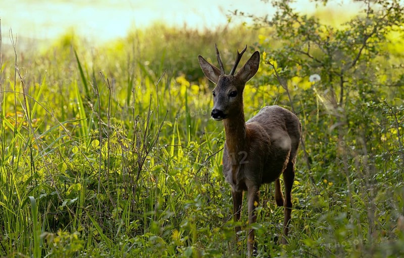 Roebuck (Capreolus capreolus), meadow, Lower Austria)