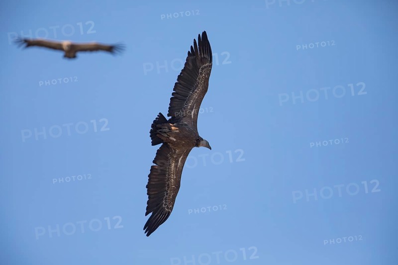 Griffon vulture (Gyps fulvus), Monfraguee National Park, Extremadura, Castilla La Mancha, Spain, Europe
