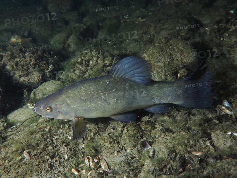 A tench (Tinca tinca) rests on the sandy bottom at night. Dive site Zollbruecke, Rheinau, Canton Zurich, Rhine, High Rhine, Switzerland, Germany, Europe