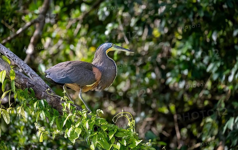 Bare-throated tiger heron (Tigrisoma mexicanum) sitting on a branch, Tortuguero National Park, Costa Rica, Central America