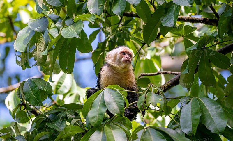 White-headed capuchin (Cebus imitator), sitting on a branch between leaves, Tortuguero National Park, Costa Rica, Central America
