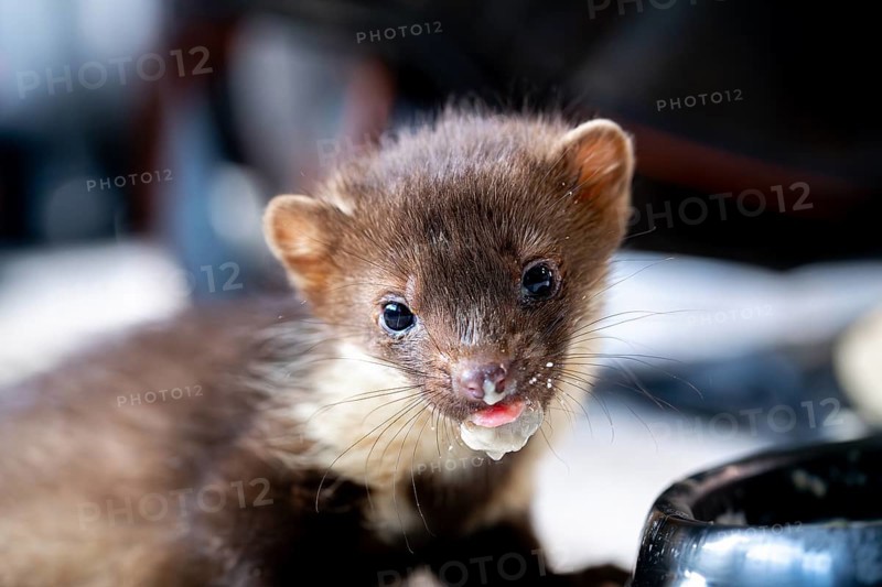 Beech marten (Martes foina), practical animal welfare, young animal with food residue on its face after eating in a wildlife rescue centre, North Rhine-Westphalia, Germany, Europe