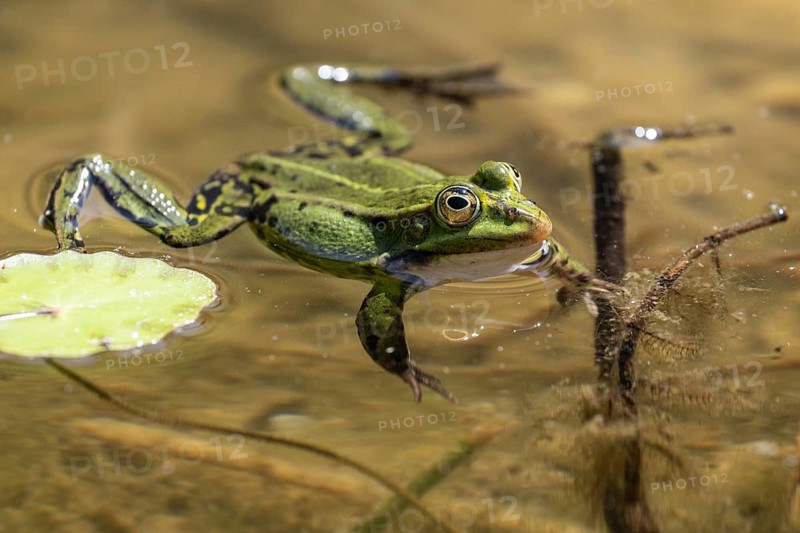 Green frog (Rana esculenta), Emsland, Lower Saxony, Germany, Europe