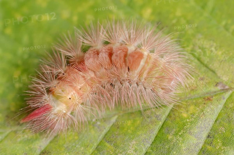 Pale tussock (Calliteara pudibunda), caterpillar of the red colour variant, North Rhine-Westphalia, Germany, Europe