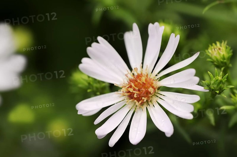 Smooth-leaved aster or Symphyotrichum novi-belgii (Aster novi-belgii, Symphyotrichum novi-belgii), flower, ornamental plant, North Rhine-Westphalia, Germany, Europe